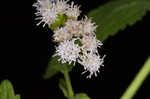 Pink thoroughwort